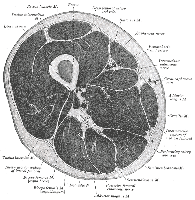 Anatomy of the hamstring