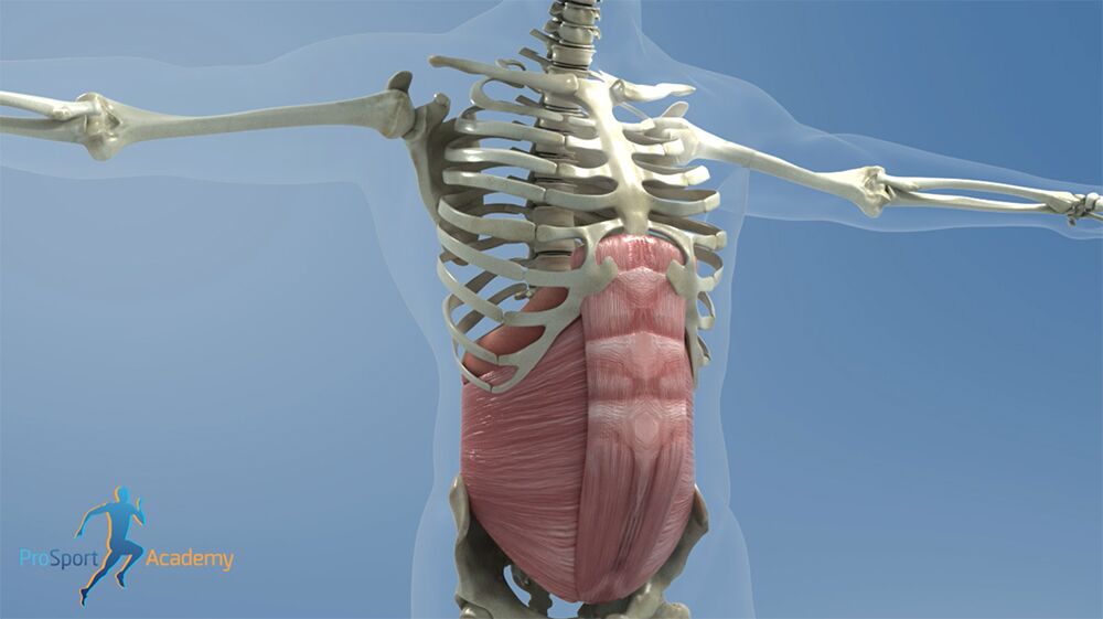 The Diaphragm flattening as the transverse abdominis and rectus abdominis expand