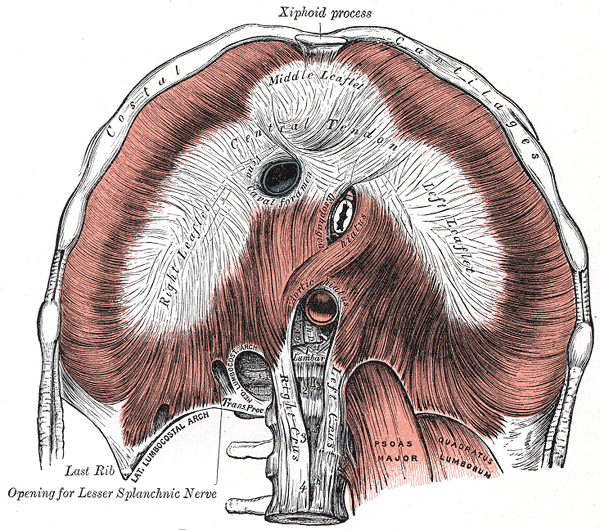 The Diaphragm Muscle