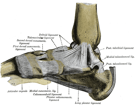 Posterior ligaments in the talocrural joint 