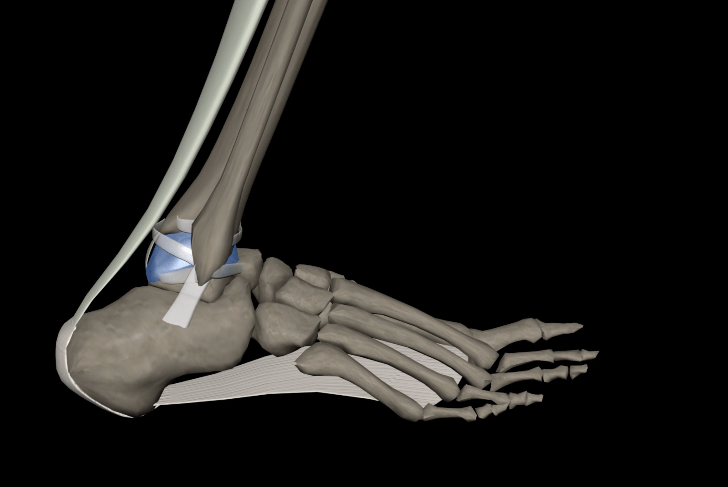 Ankle Dorsiflexion In Physiotherapy - Graphics by Muscle & Motion