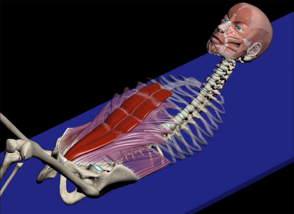 The role of the rectus abdominis in ribcage depression and glenohumeral rotation. Image provided by Muscle & Motion