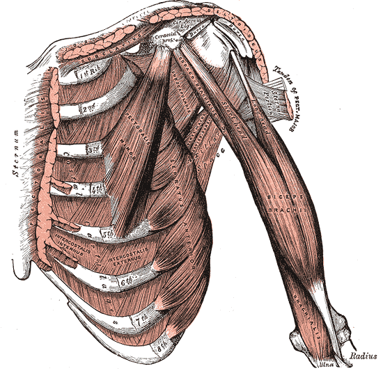 Structures of the shoulders and arm