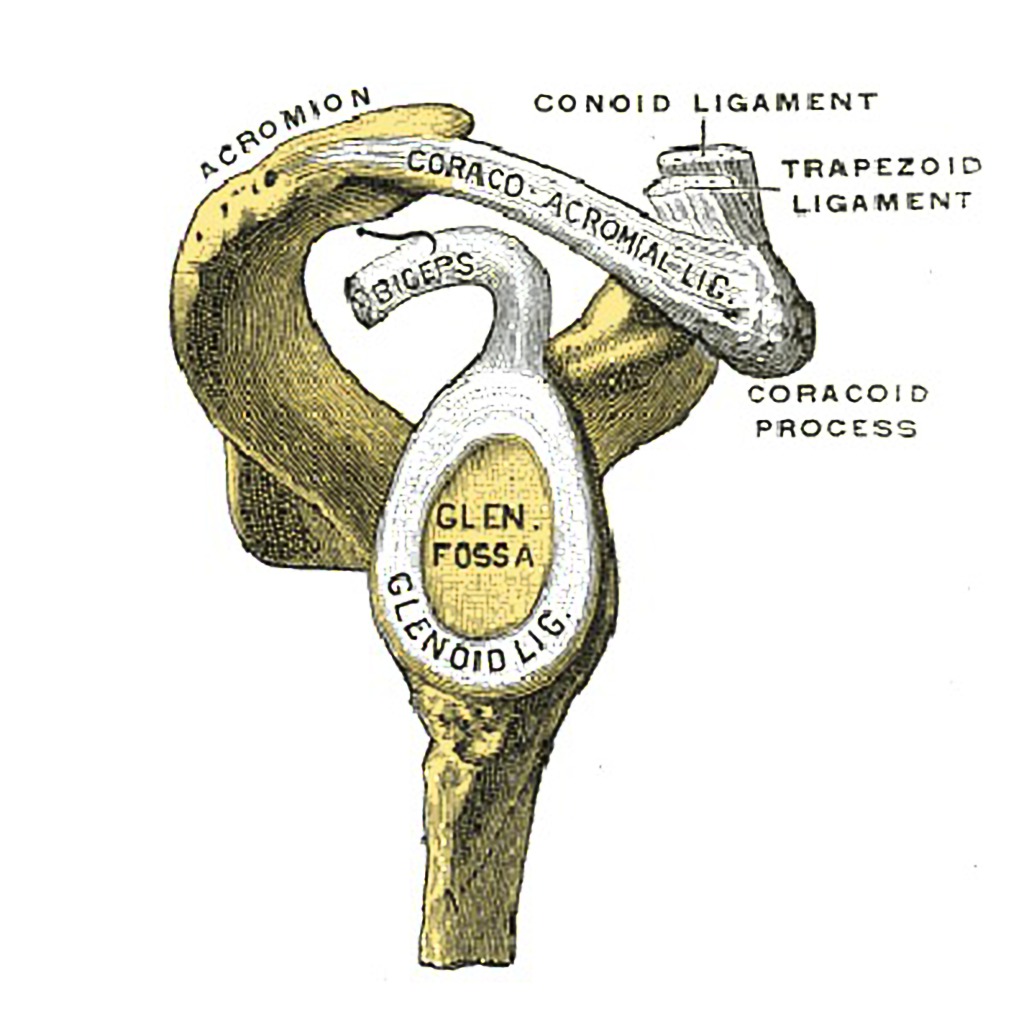The glenoid labrum - SLAP Repair Physiotherapy