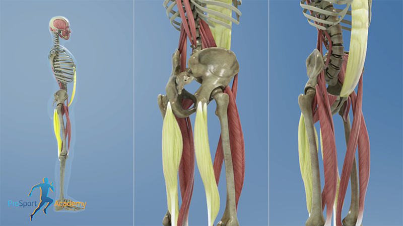 Hamstrings With Depressed Ribcage