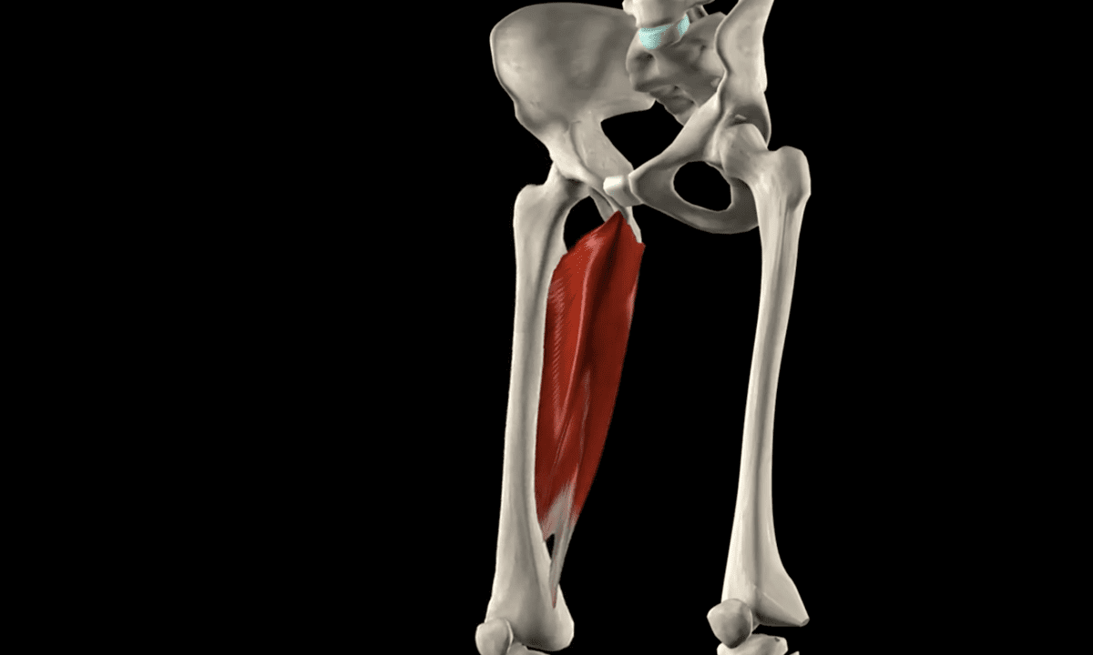 The effect of the adductor magnus on hip ROM - Graphic by Muscle & Motion