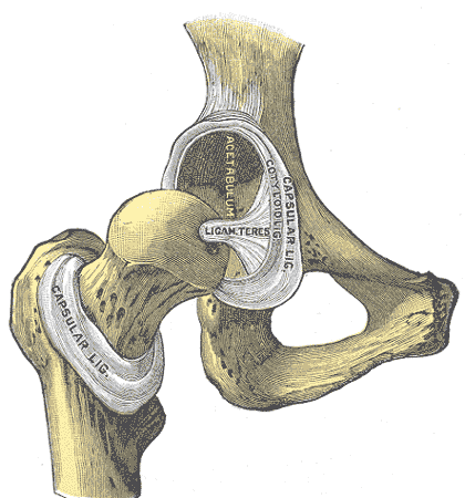 Diagram of the hip joint and labrum