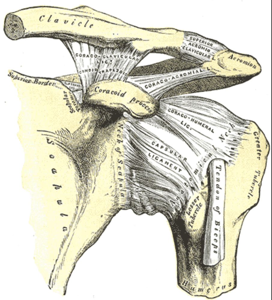 Acromioclavicular joint in physiotherapy