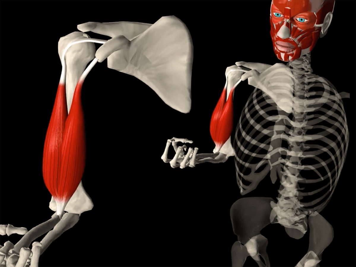 The biceps influence on the glenoid labrum physiotherapy