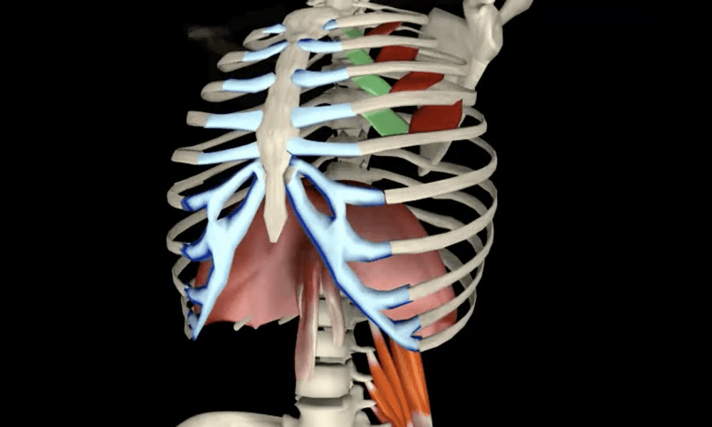 Role of the diaphragm in ribcage mobility - Graphic by Muscle & Motion