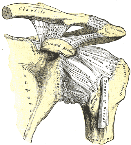 Structure of the shoulder joint