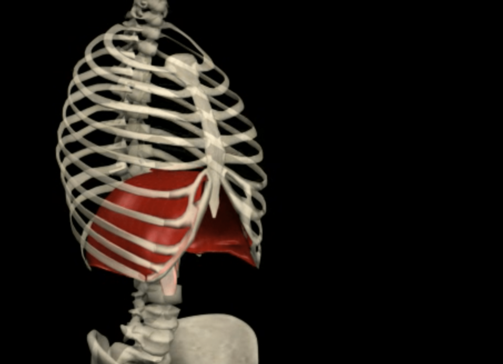 The Role Of The Diaphragm In Physiotherapy - Image By Muscle & Motion