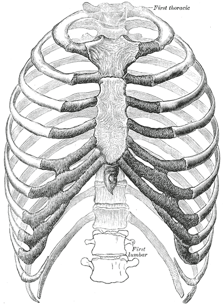 Area of articulation between the rib cage and the thoracic spine