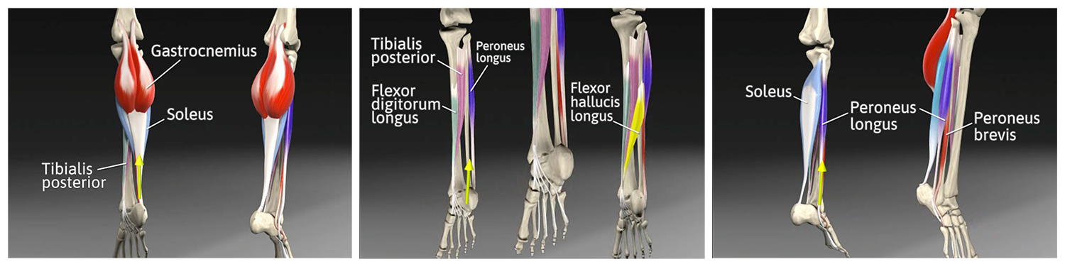 Anatomy Involved In Ankle Dorsiflexion Mobility