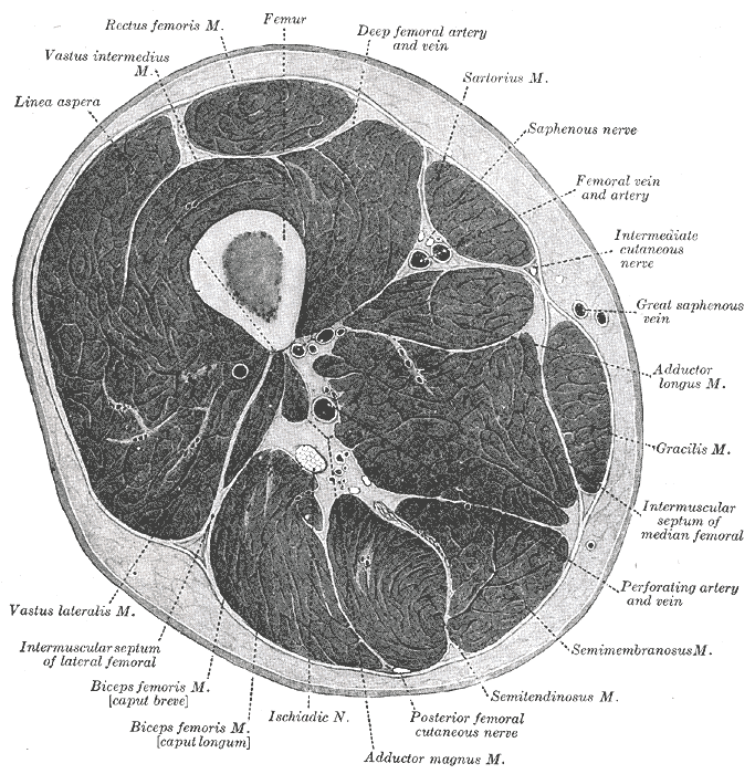 Anatomy of the hamstring - The best isometric hamstring exercises