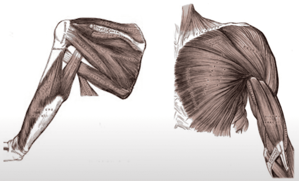 Anatomy of the shoulder physiotherapy