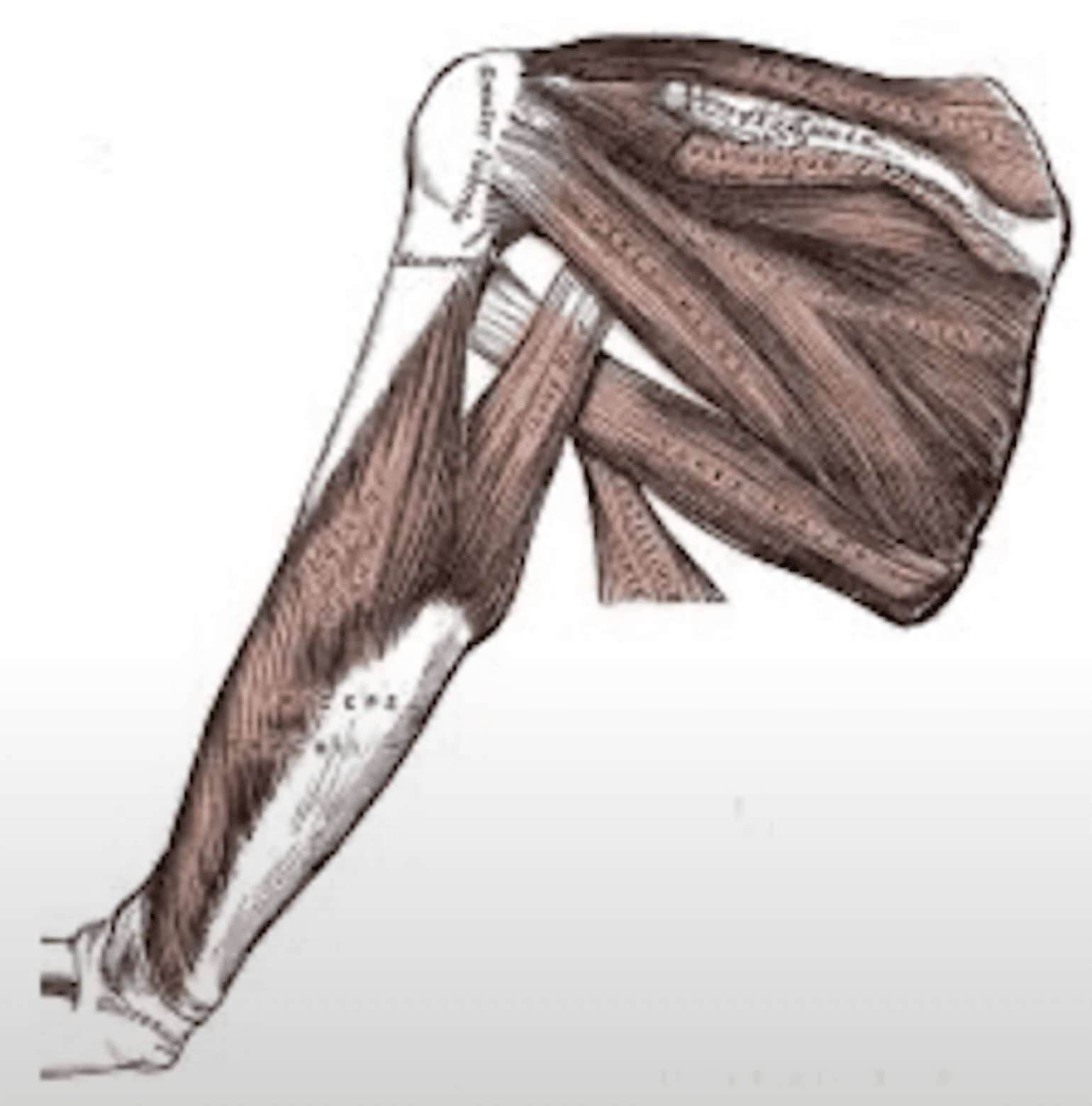 Making sense of the superior Apley's scratch test anatomy